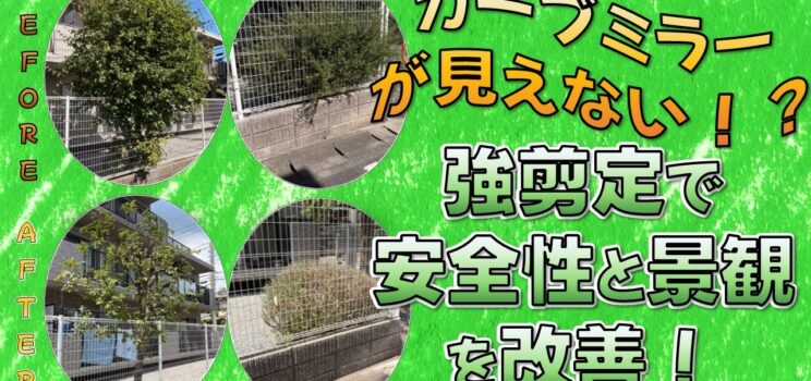 🌳【植栽管理事例】カーブミラーを隠す植栽を強剪定｜共同住宅の安全性と景観維持を両立した剪定作業（千葉県松戸市）