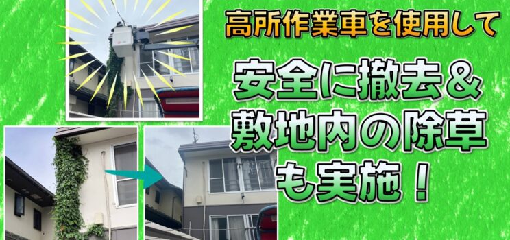 🌿【植栽管理事例】武蔵野市の集合住宅で高所のツタを撤去！電線に絡んだツタも安全に除去